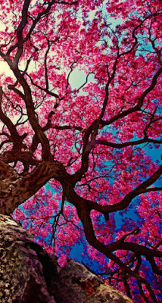 Meet your Posher, Asha